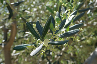 Olea Europaea