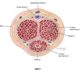 Penile Chamber Diagram